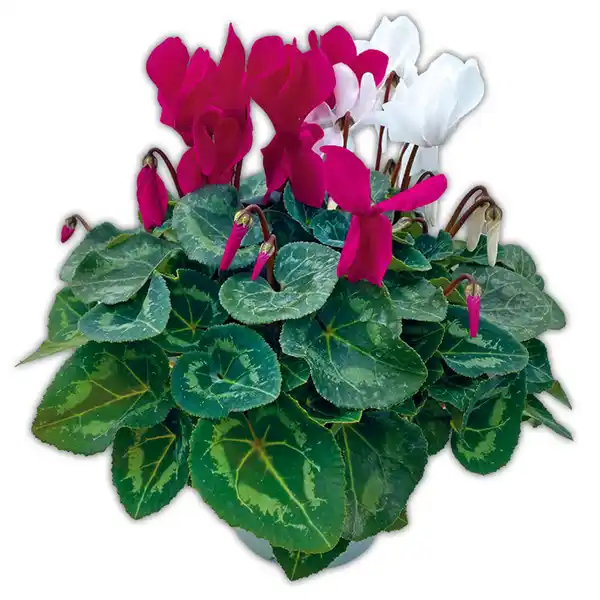 Bild 3 von Alpenveilchen Duo