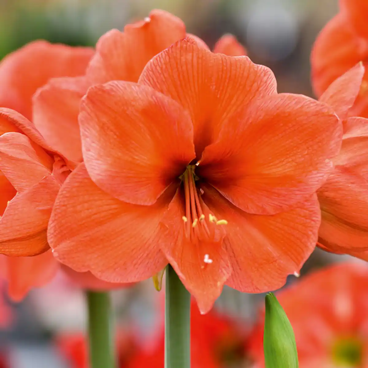 Bild 2 von Amaryllis