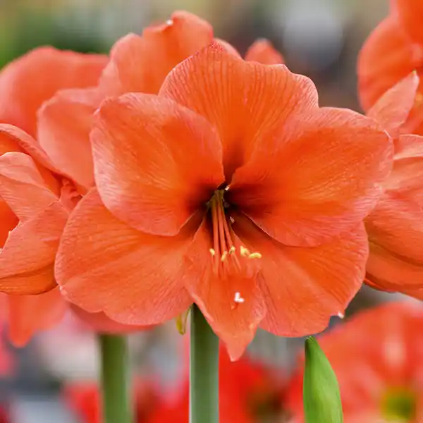 Bild 2 von Amaryllis