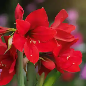 Amaryllis
