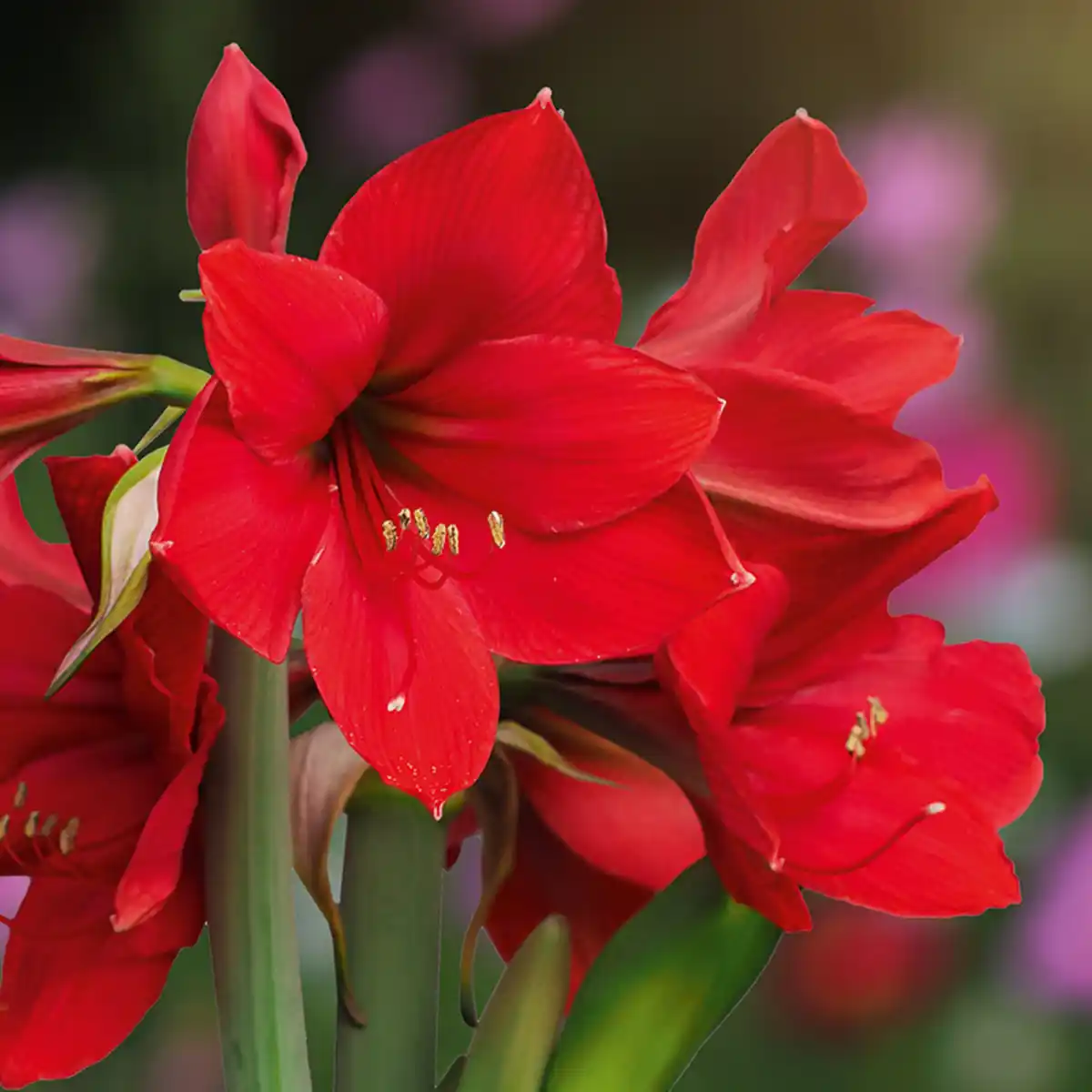 Bild 1 von Amaryllis