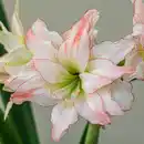 Bild 4 von Amaryllis