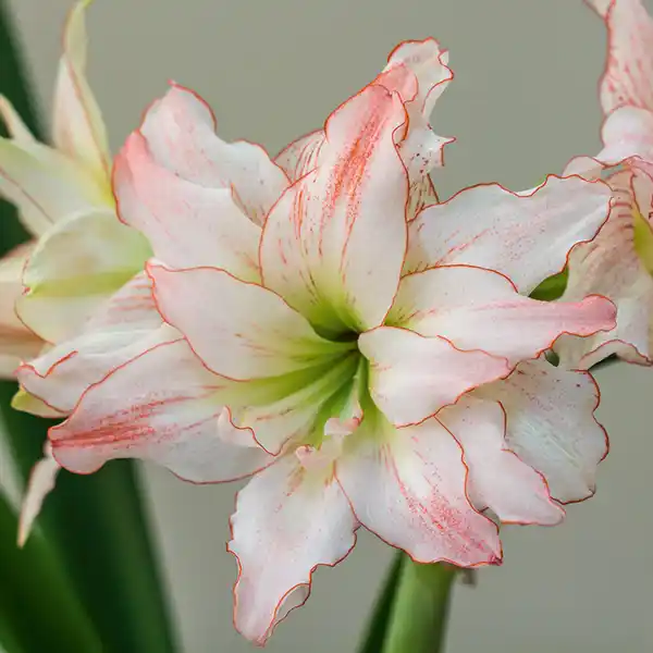 Bild 4 von Amaryllis