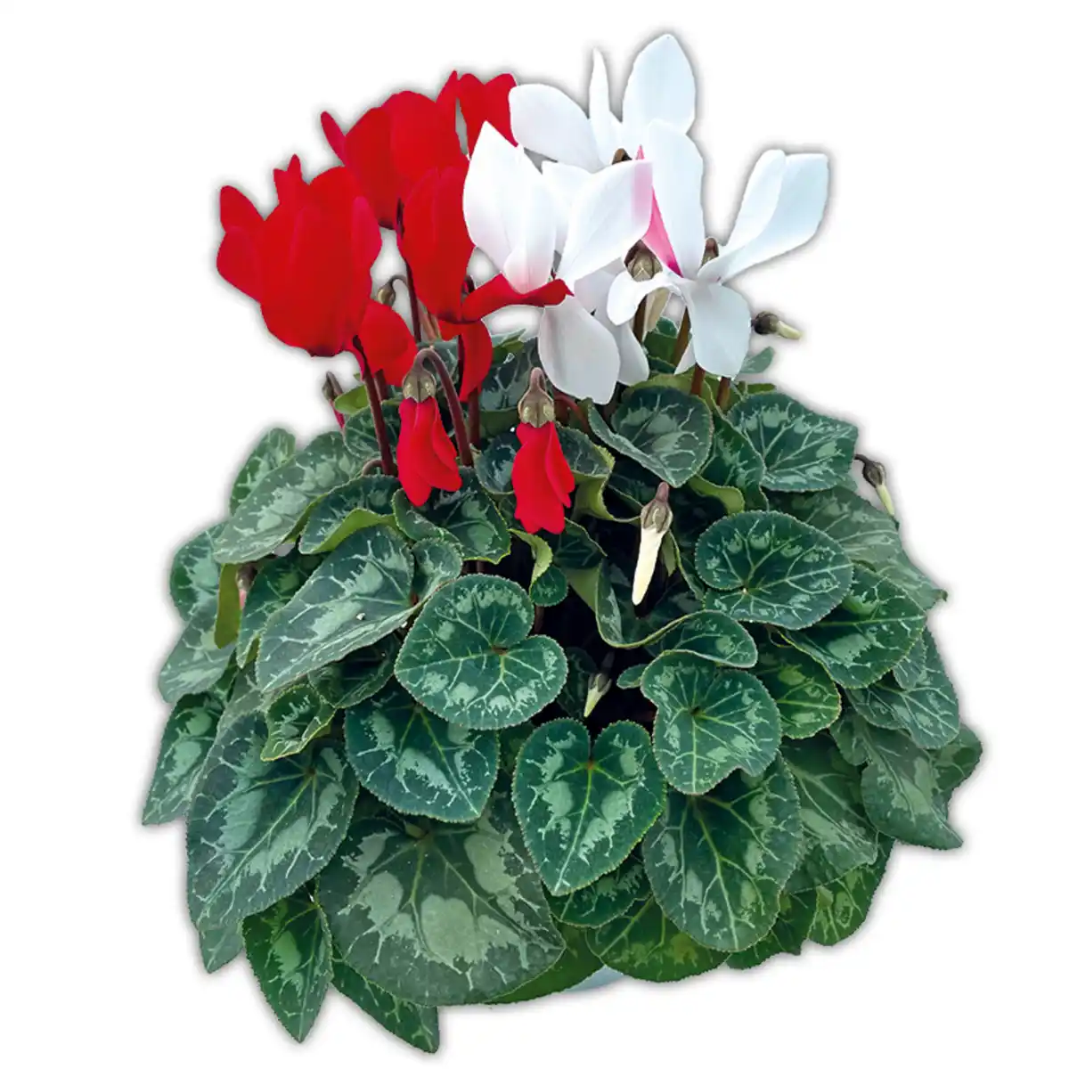 Bild 2 von Alpenveilchen Duo