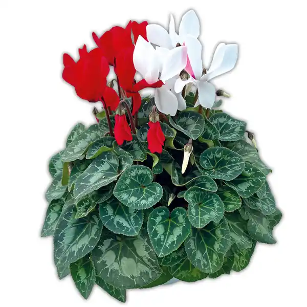 Bild 2 von Alpenveilchen Duo