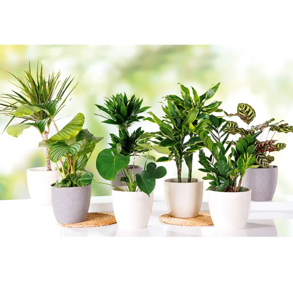 Bild 1 von Indoor Oase XXL