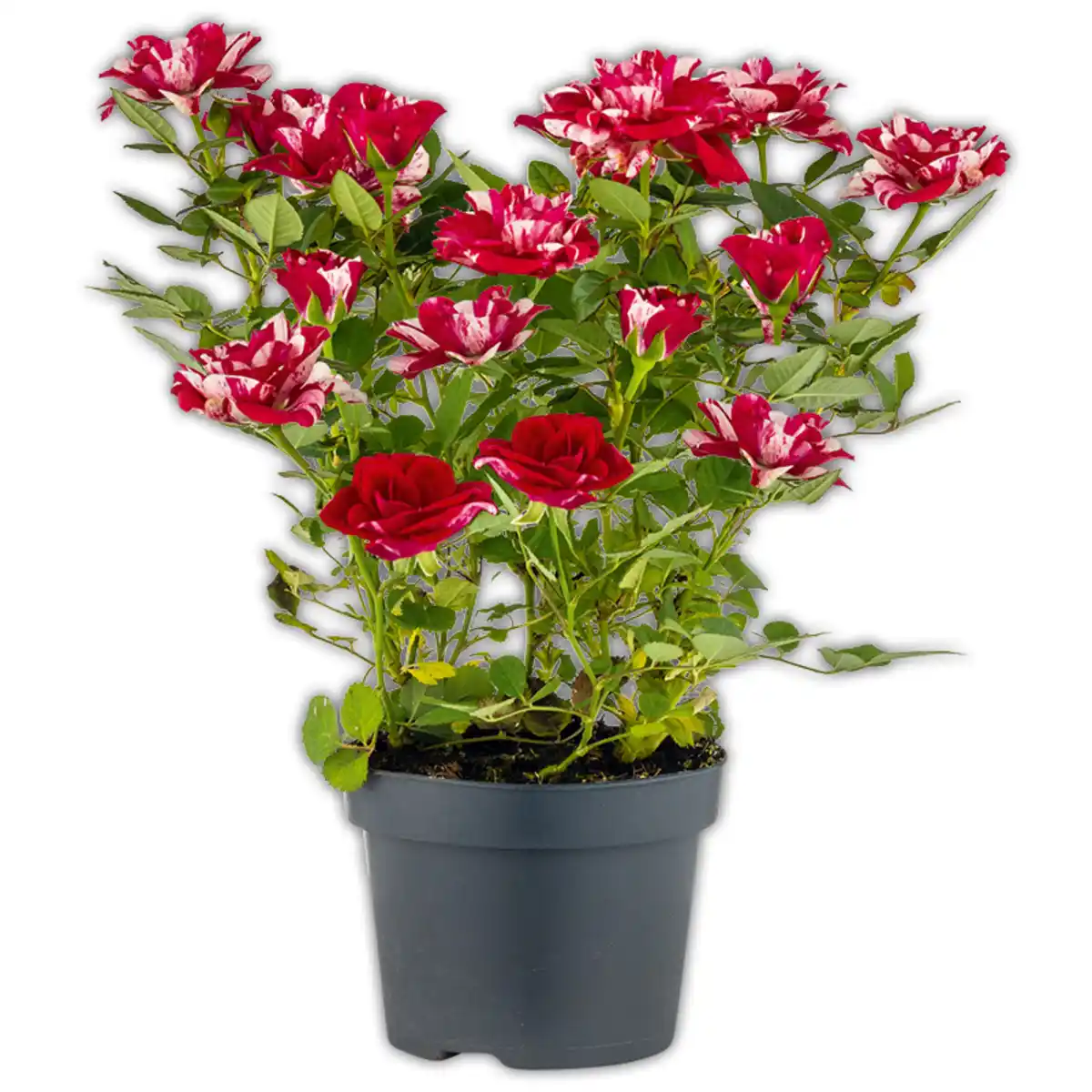 Bild 2 von Topfrosen Spezial Duo-Color