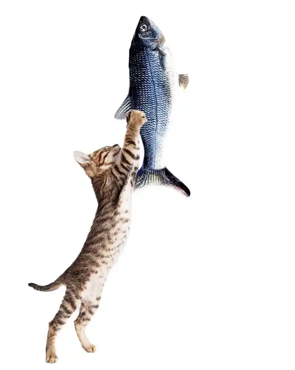 Bild 2 von MEDIASHOP Katzenspielzeug »Flippity Fish«