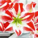 Bild 3 von Amaryllis