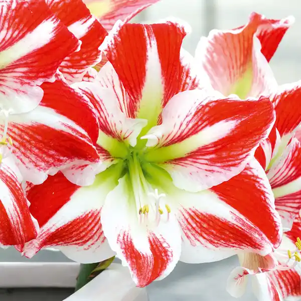 Bild 3 von Amaryllis