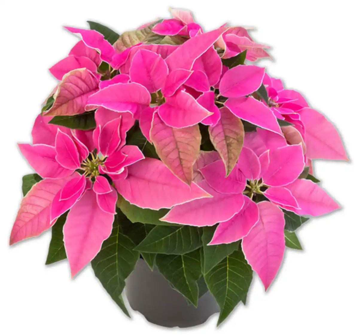 Bild 1 von Herbststern*