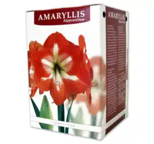 Amaryllis im Geschenkkarton*