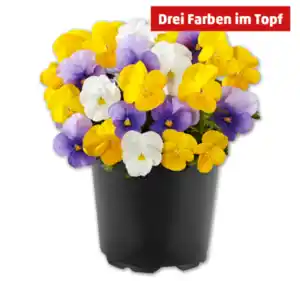Hornveilchen*