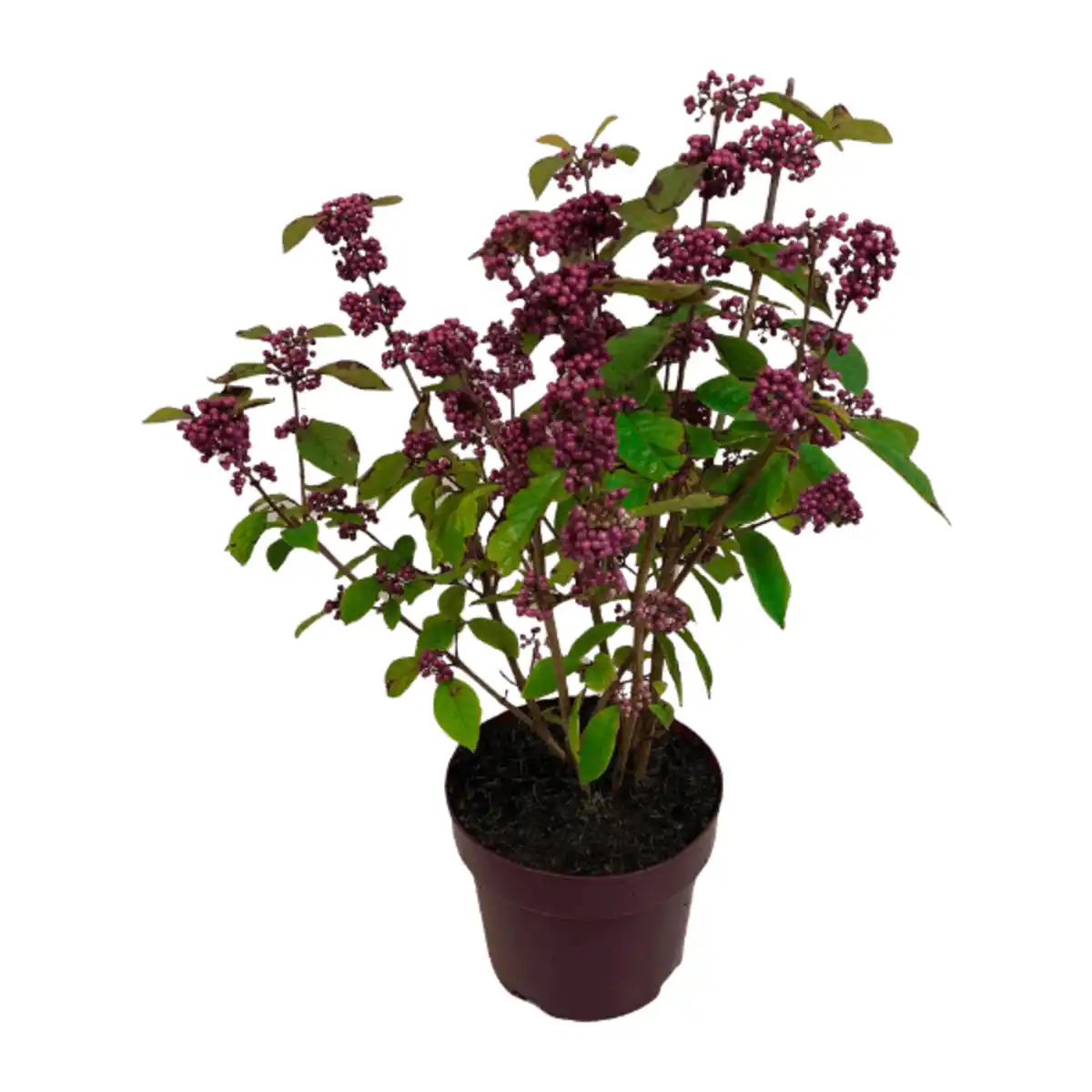 Bild 1 von GARDENLINE Liebesperlenstrauch Callicarpa