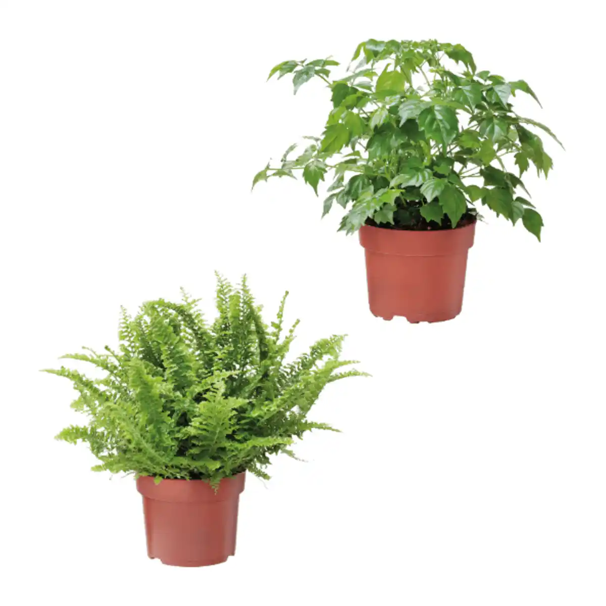 Bild 1 von GARDENLINE Grünpflanze