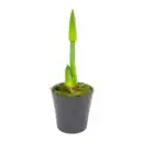 Bild 3 von GARDENLINE Amaryllis im Keramiktopf