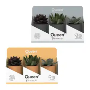 GARDENLINE Sukkulenten Queen