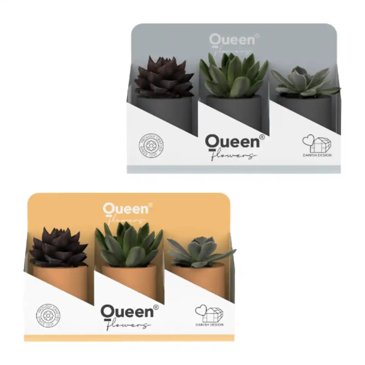 Bild 1 von GARDENLINE Sukkulenten Queen