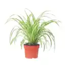 Bild 3 von GARDENLINE Grünpflanze