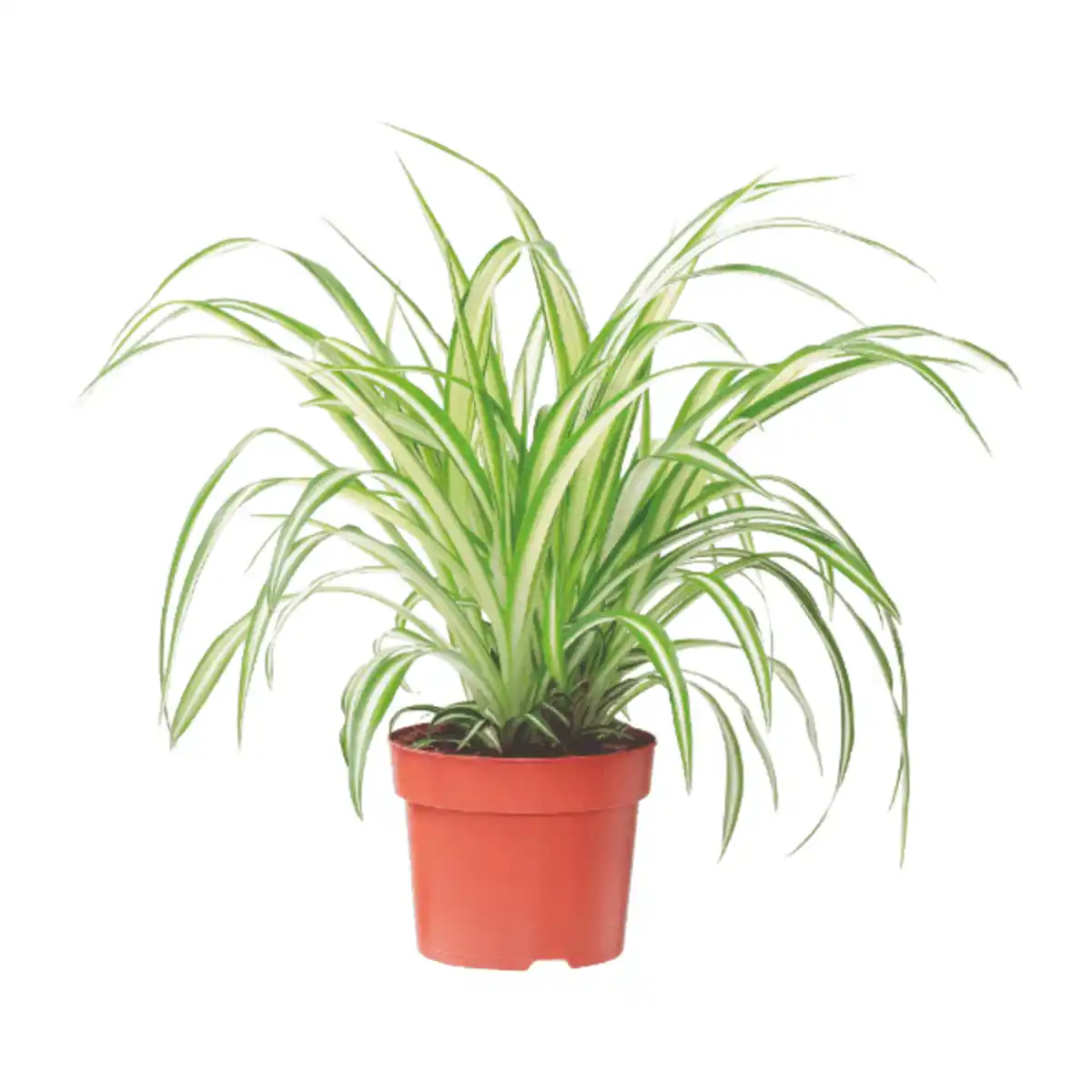 Bild 3 von GARDENLINE Grünpflanze