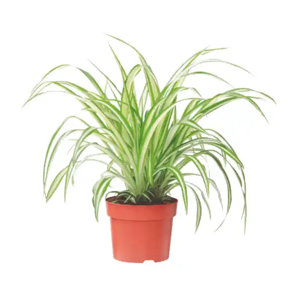 Bild 3 von GARDENLINE Grünpflanze