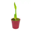 Bild 4 von GARDENLINE Amaryllis im Keramiktopf
