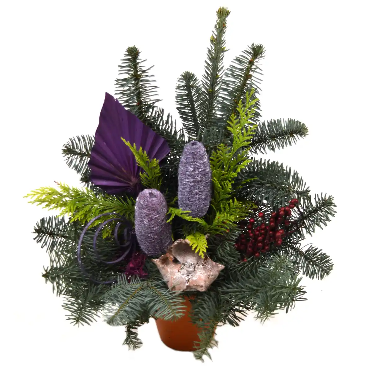 Bild 1 von toom Grabschale brombeere Nobilis-Tanne 50 x 40 cm