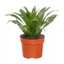 Bild 4 von GARDENLINE Grünpflanze