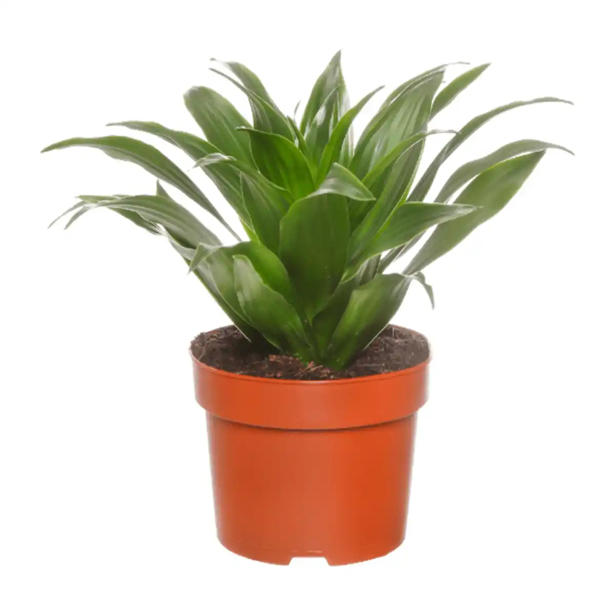 Bild 4 von GARDENLINE Grünpflanze