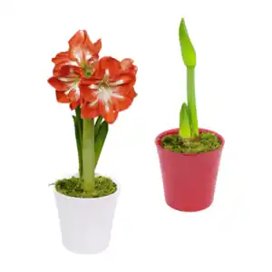 GARDENLINE Amaryllis im Keramiktopf