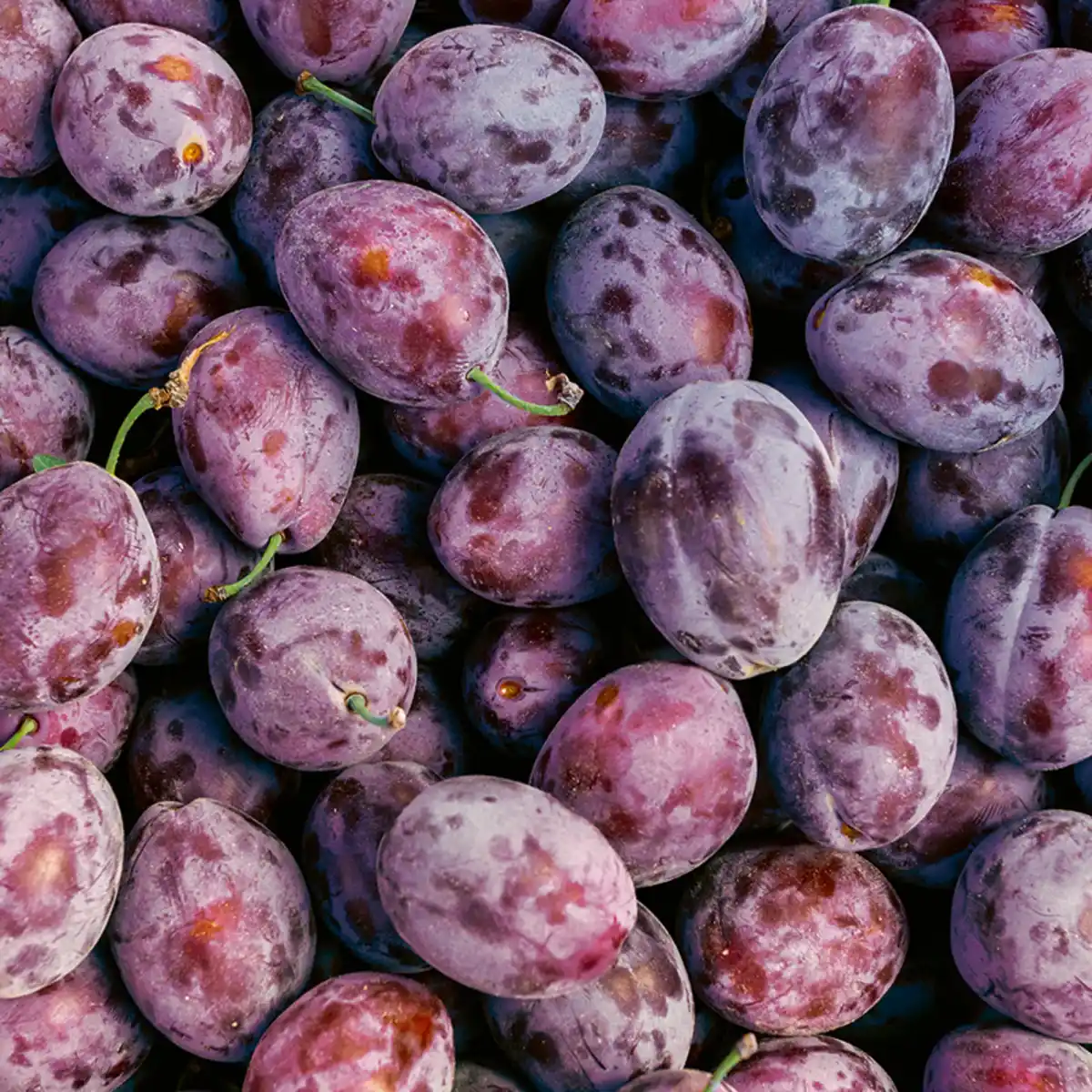 Bild 2 von River Valley Fresh Zwetschgen