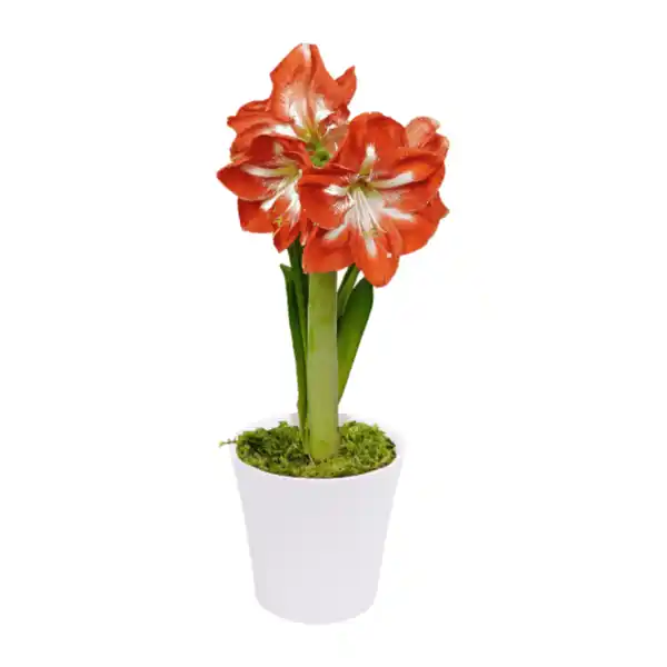 Bild 2 von GARDENLINE Amaryllis im Keramiktopf