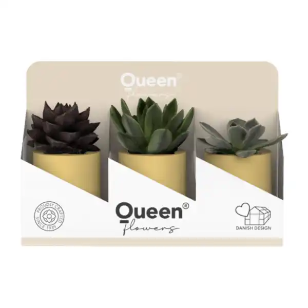 Bild 3 von GARDENLINE Sukkulenten Queen