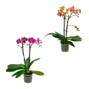 GARDENLINE Phalaenopsis