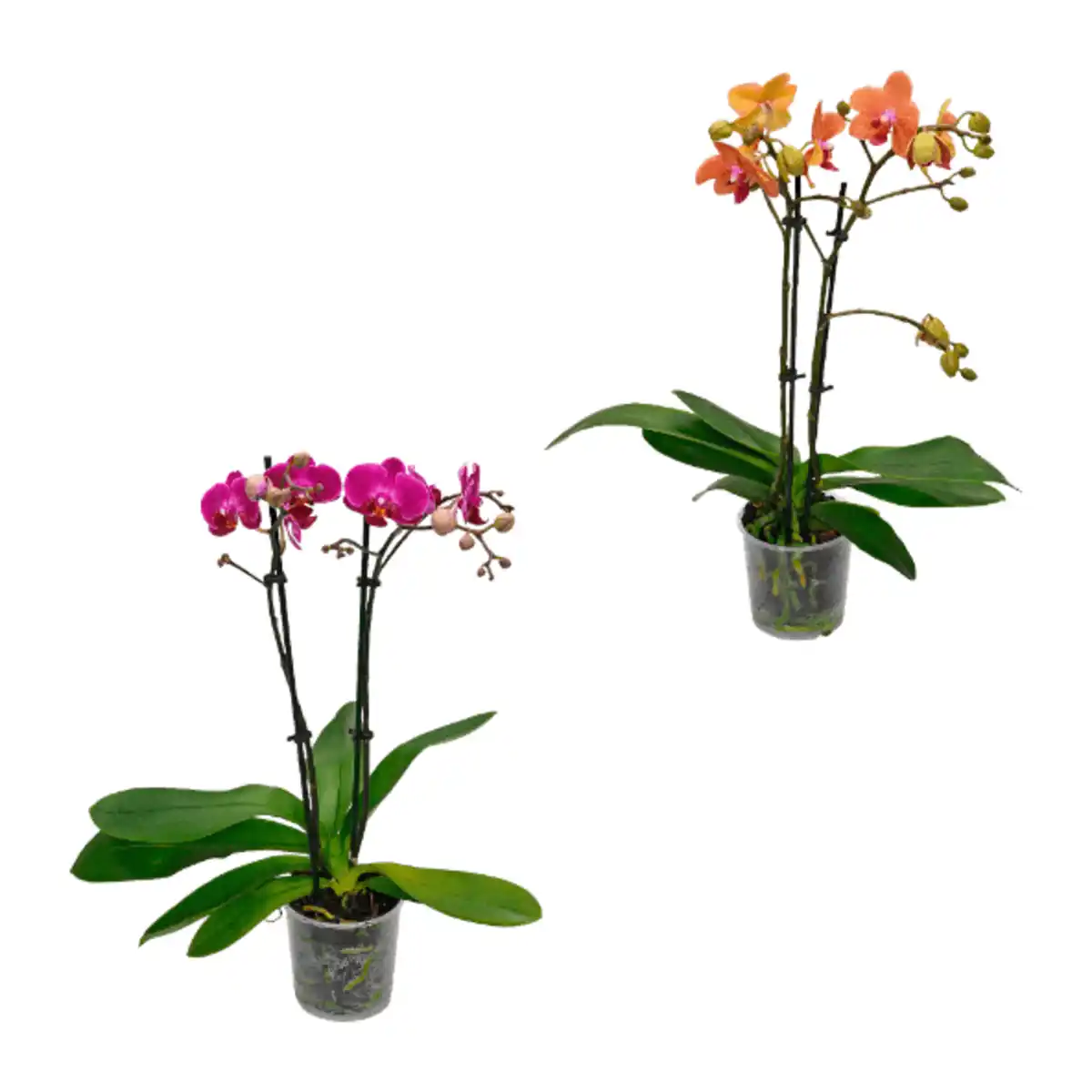 Bild 1 von GARDENLINE Phalaenopsis
