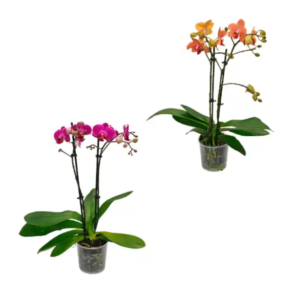 Bild 1 von GARDENLINE Phalaenopsis