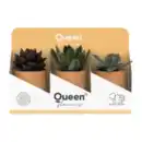 Bild 4 von GARDENLINE Sukkulenten Queen