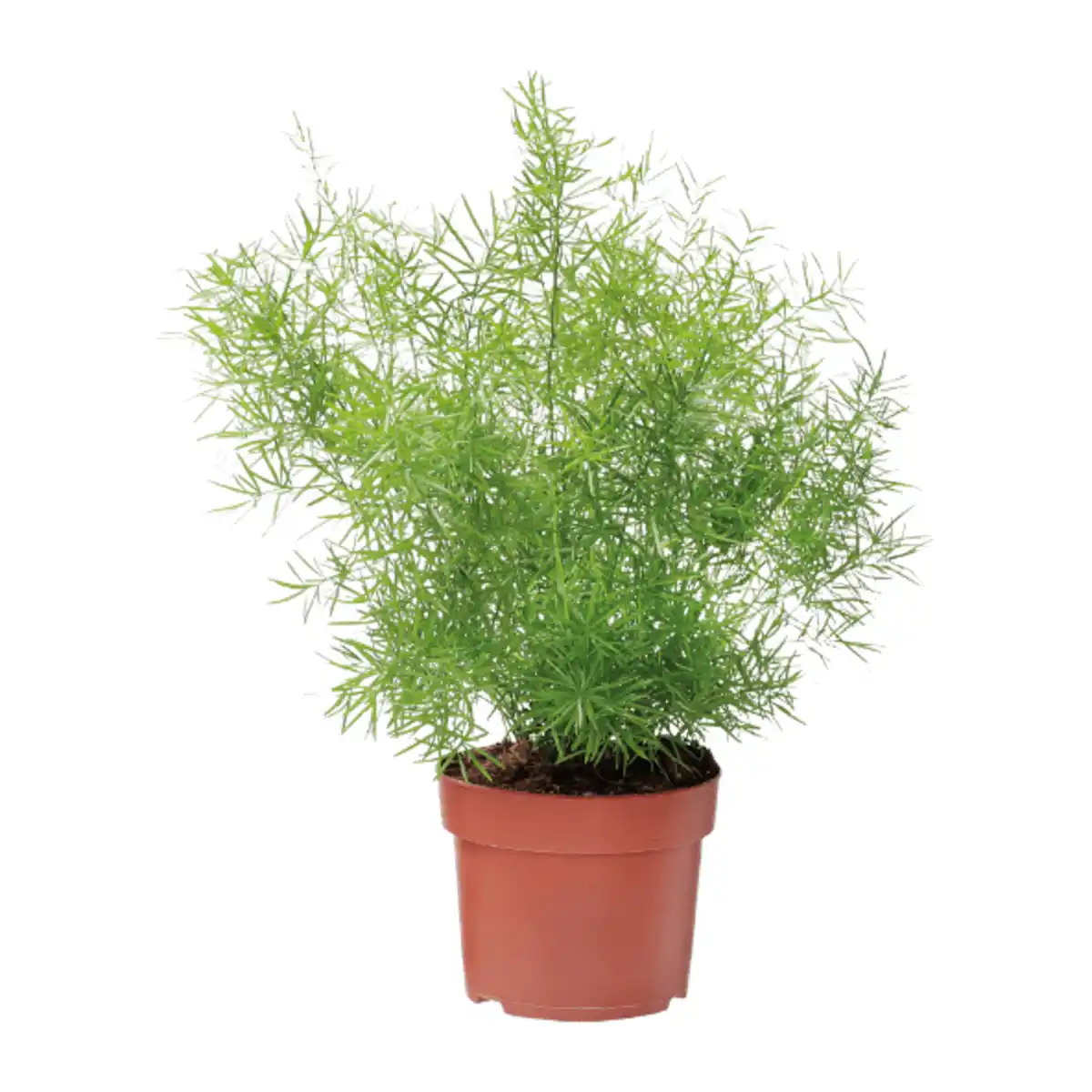 Bild 2 von GARDENLINE Grünpflanze