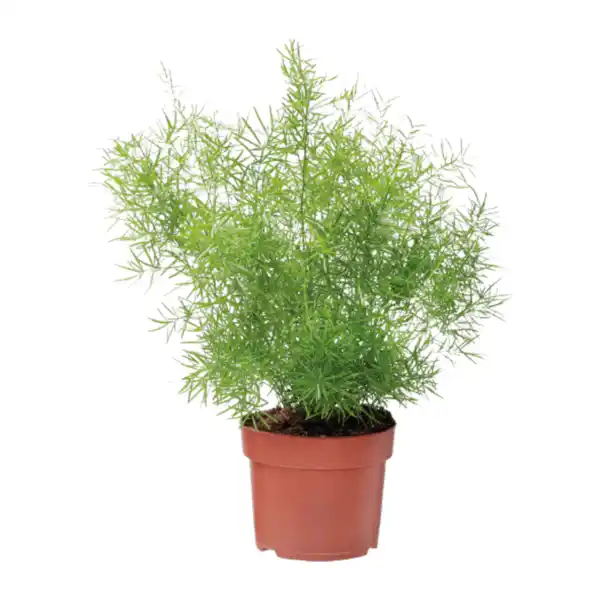 Bild 2 von GARDENLINE Grünpflanze