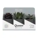 Bild 2 von GARDENLINE Sukkulenten Queen