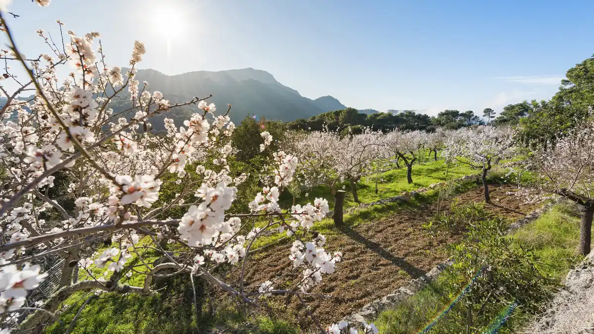 Bild 1 von Spanien - Standort-Rundreise - Mandelblüte auf Mallorca