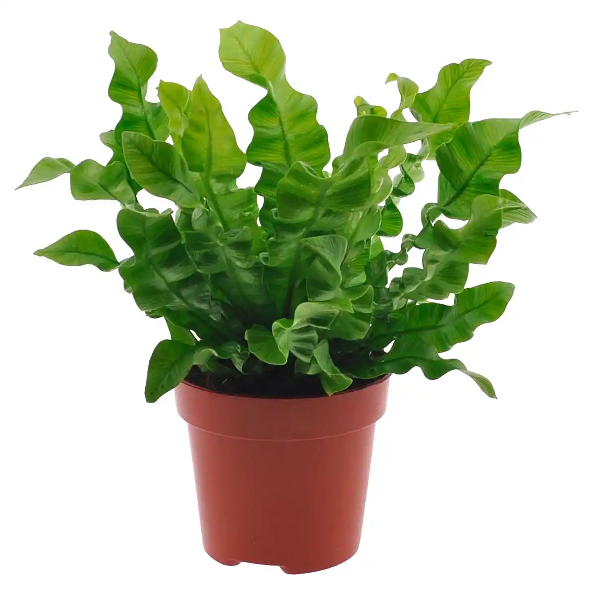 Bild 1 von GARDENLINE Grünpflanzen