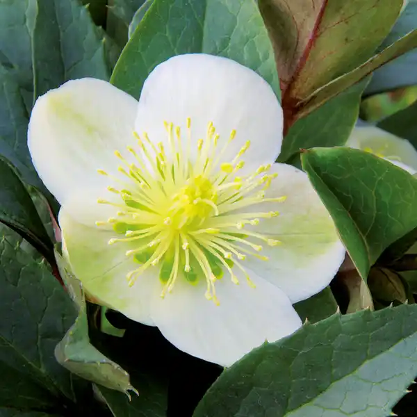 Bild 2 von Christrose "Helleborus"