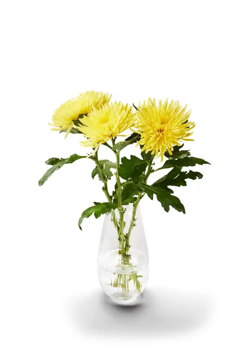 Bild 1 von Dekochrysanthemen, Bund