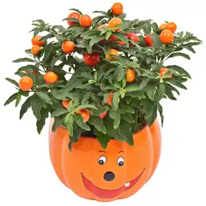 Halloween-Pflanzen