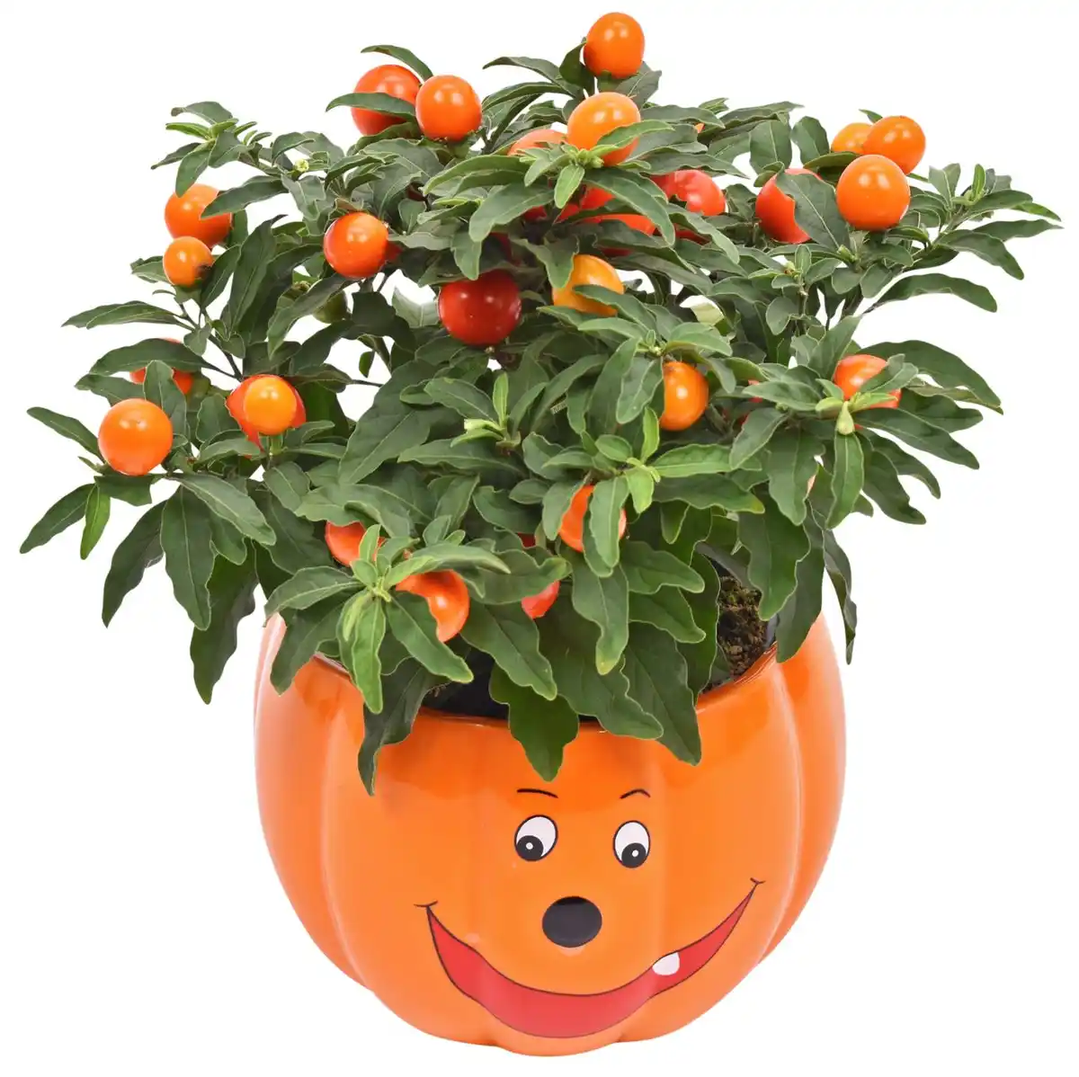 Bild 1 von Halloween-Pflanzen