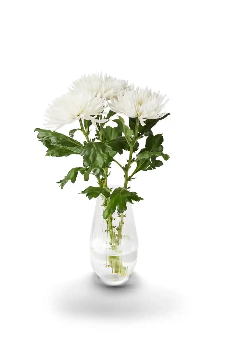 Bild 2 von Dekochrysanthemen, Bund