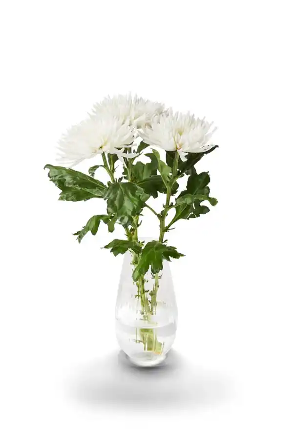 Bild 2 von Dekochrysanthemen, Bund