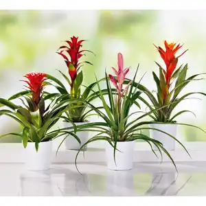 Bromelien-Besonderheit