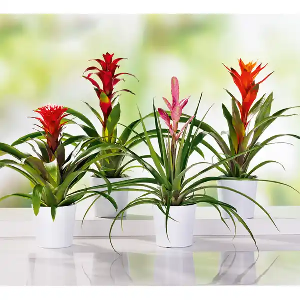 Bild 1 von Bromelien-Besonderheit